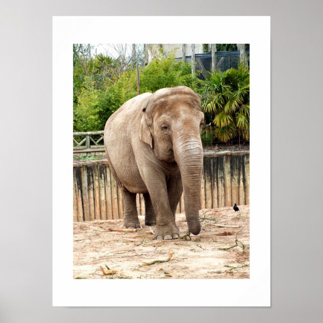 Pôster elefante indiano (Frente)