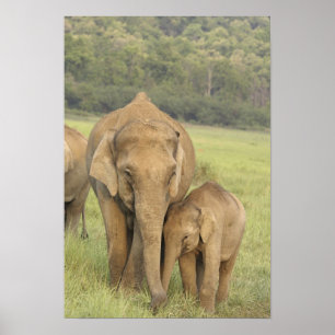 Pôster Elefante indiano / asiático e filhote, Corbett