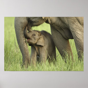 Pôster Elefante indiano / asiático e filhote, Corbett 2