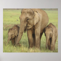 Elefante indiano/asiático e jovens,Corbett
