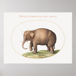 Poster Elefante Joris Hoefnagel com Iluminação de Insetos
