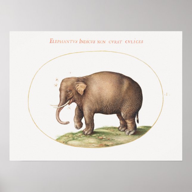 Poster Elefante Joris Hoefnagel com Iluminação de Insetos (Frente)