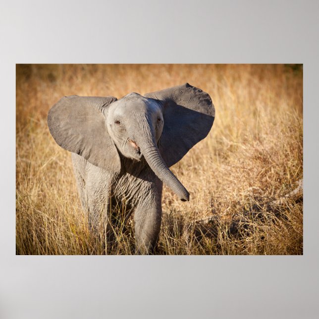 Poster Elefante jovem da savana (Frente)