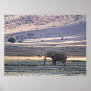 Poster Elefante na Cratera de Ngorongoro — Wildlife Safar