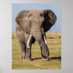 Poster Elefante numa dose agressiva