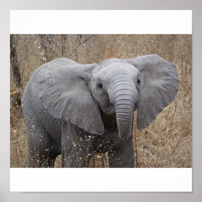 Poster Elefante para Bebês Sul-Africano (Frente)