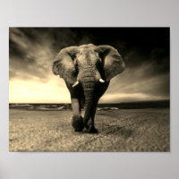Elefante Silvoso Majestoso da Sepia