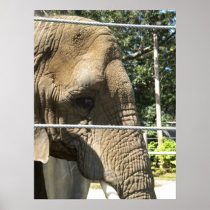 Pôster Elefante Triste