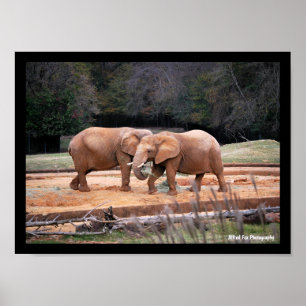 Poster Elefantes Africanos
