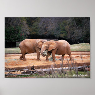Poster Elefantes Africanos