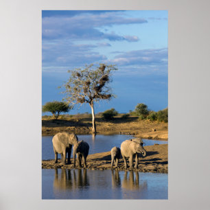 Pôster Elefantes-da-savana-africanos (Loxodonta Africana)