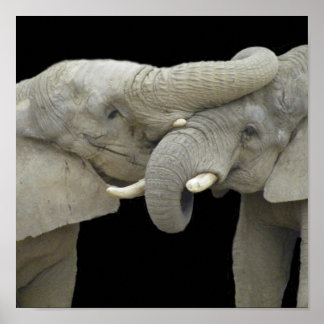 Pôster Elefantes em preto apaixonado