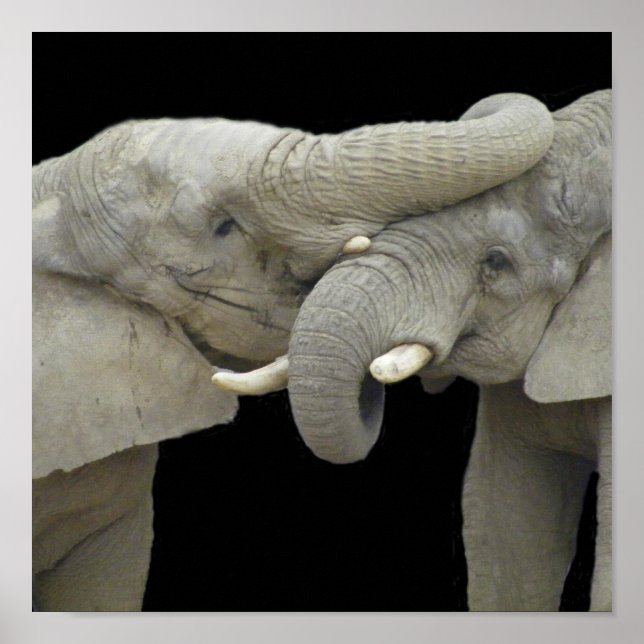 Pôster Elefantes em preto apaixonado (Frente)