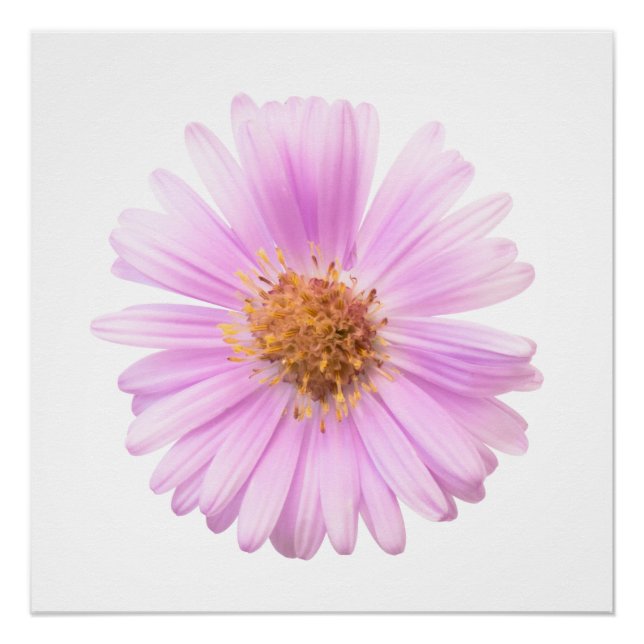 Pôster Elegance single flower (Frente)