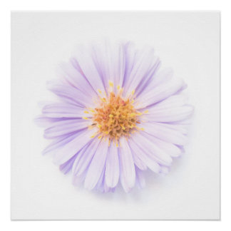 Pôster Elegance single flower