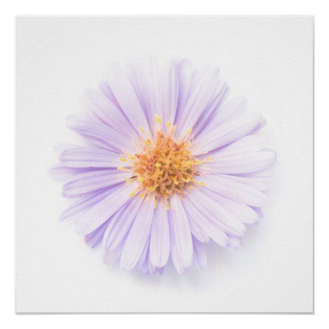 Pôster Elegance single flower (Frente)