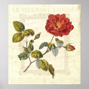 Poster Elegância de Cottage do País da Rosa vermelha Vint