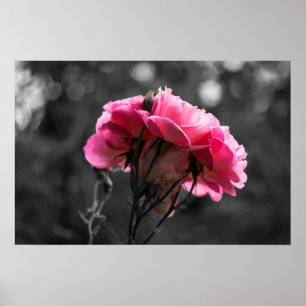 Poster Elegância Rosa Pink do Cartaz