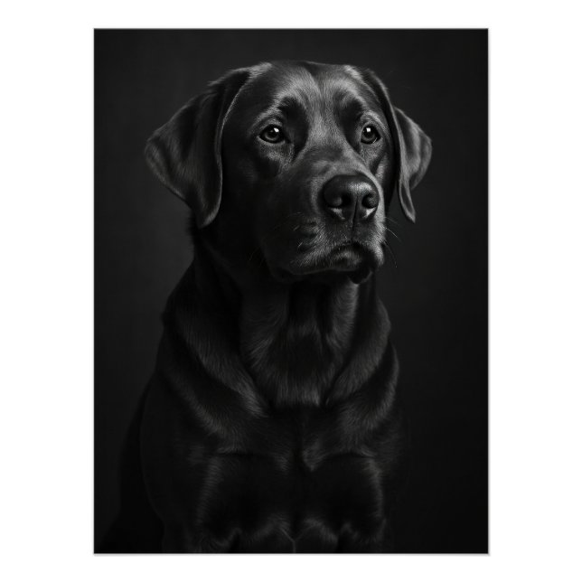Pôster Elegant Black Labrador Portrait - Monochrome Dog (Frente)