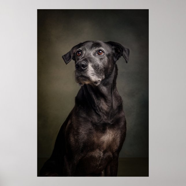 Poster Elegant Dog Silhouette (Frente)