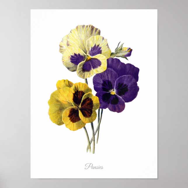 Poster Elegant Vintage Botanical Print Pansies (Frente)