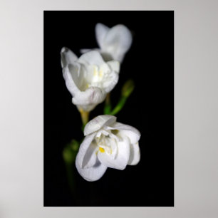Pôster Elegante