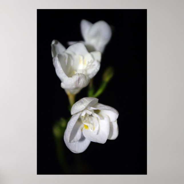 Pôster Elegante (Frente)