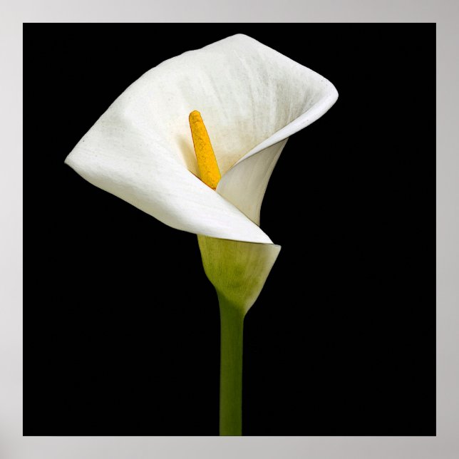 Pôster Elegante Cala Lily (Frente)