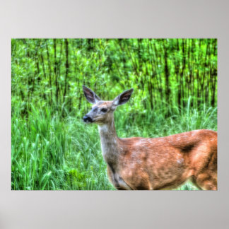 Pôster Elegante Doe Female Deer Wildlife Foto