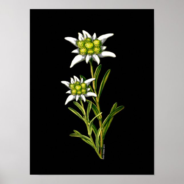 Pôster Elegante Edelweiss Trabalho de arte (Frente)