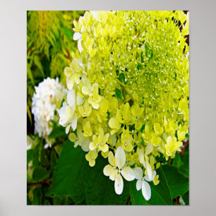 Poster Elegante Hortênsia Limelight Verde Chartreuse