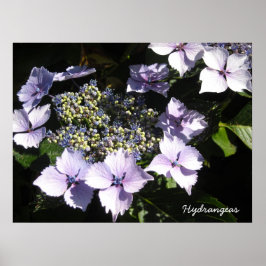 Poster Elegante Hydrangeas