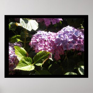 Pôster Elegante Hydrangeas