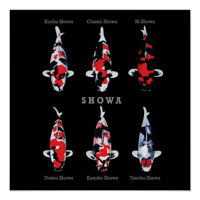 Pôster Elegante Koi Fish Poster - Eterno e Deco Artístico (Frente)