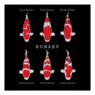 Pôster Elegante Koi Fish Poster - Eterno e Deco Artístico