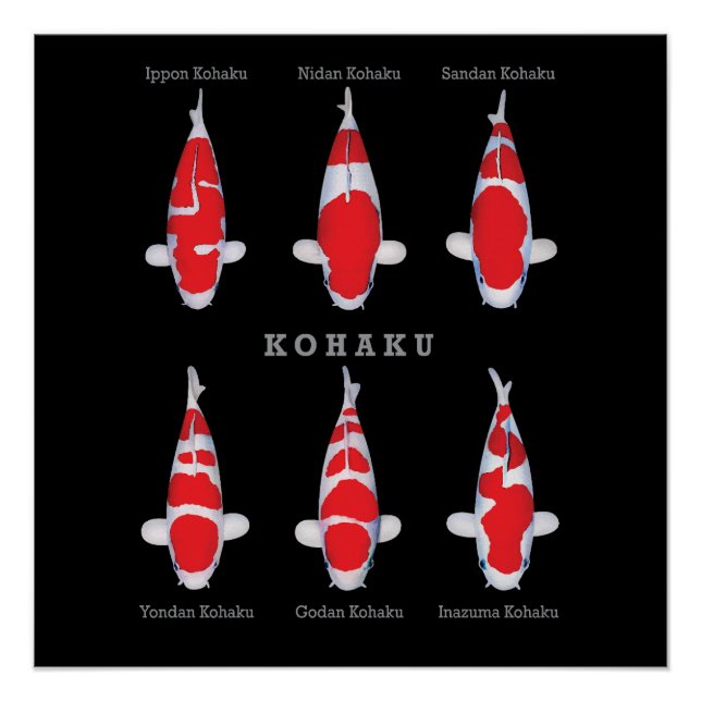 Pôster Elegante Koi Fish Poster - Eterno e Deco Artístico (Frente)