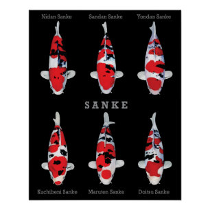 Pôster Elegante Koi Fish Poster - Eterno e Deco Artístico