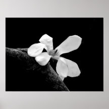 Elegante Magnólia Preta e Branca