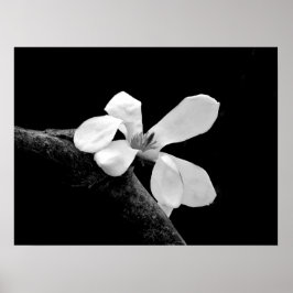 Poster Elegante Magnólia Preta e Branca