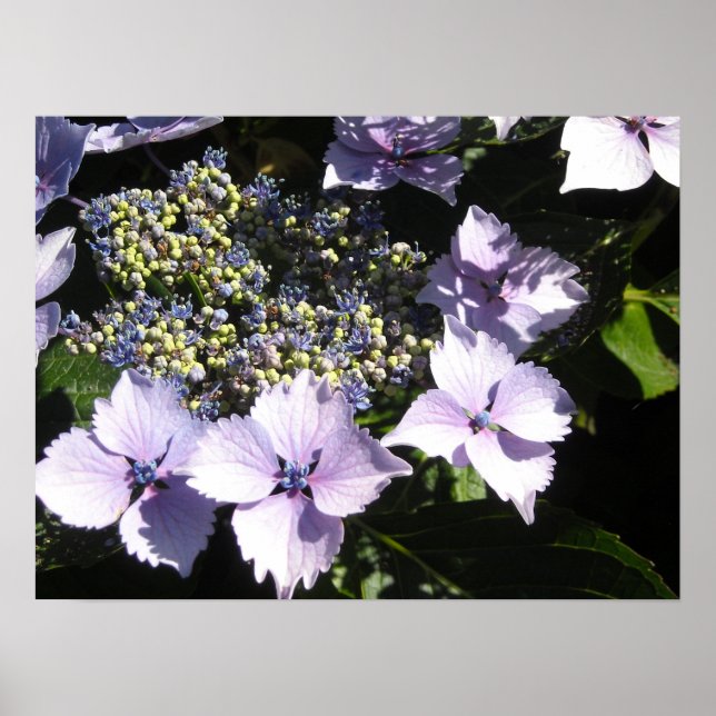 Pôster Elegante Mauve Hydrangeas (Frente)
