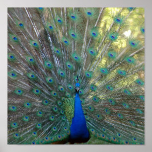 Pôster Elegante Peacock