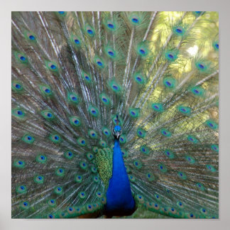 Pôster Elegante Peacock