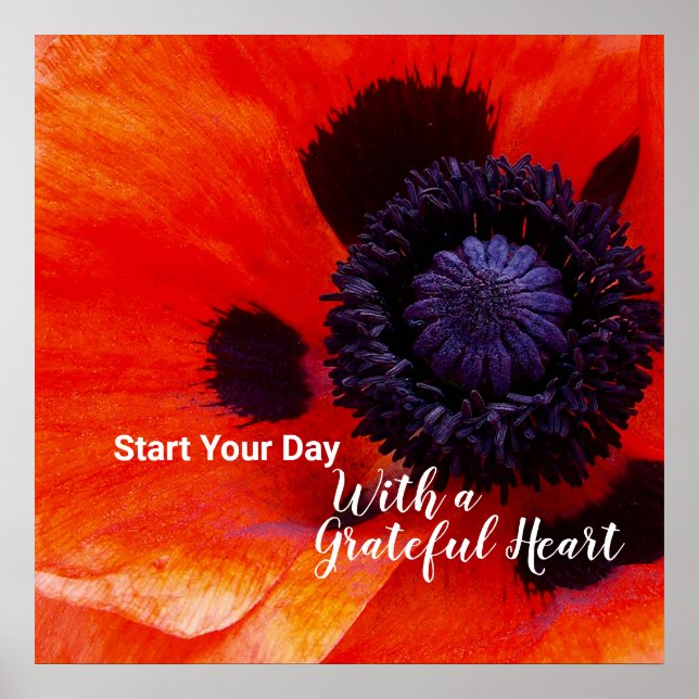 Poster Elegante Poppy Flower Cotação Grateful Heart (Frente)