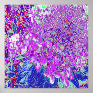 Poster Elegante Roxo e Blue Limelight Hydrangea