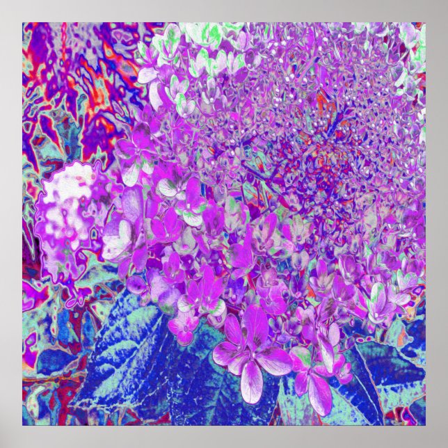 Poster Elegante Roxo e Blue Limelight Hydrangea (Frente)