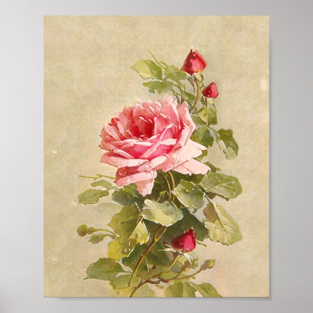 Poster Elegante Vintage - Rosas Rosa (Frente)