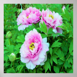 Poster Elegantes Flores de Peônia de Árvore Rosa com Cent