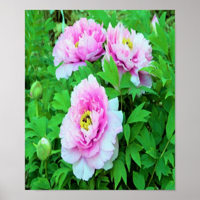 Poster Elegantes Flores de Peônia de Árvore Rosa com Cent (Frente)