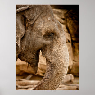 POSTER ELEPHANT