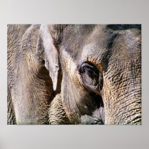 PÔSTER ELEPHANT